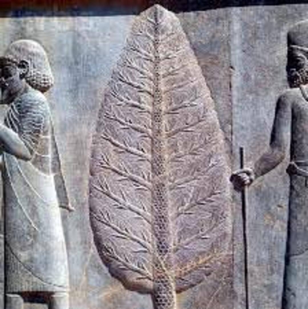 سرو