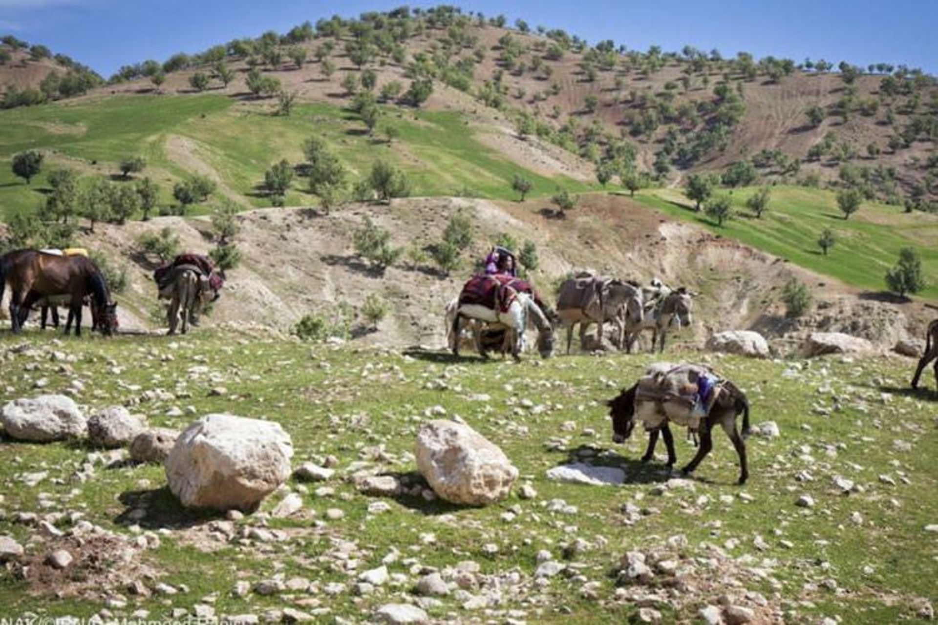 عشایر