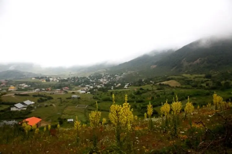 داماش و سوسن چلچراغ