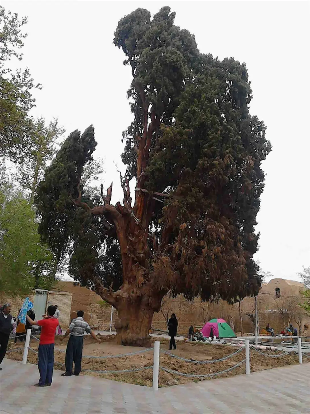 سرو ایرانی 