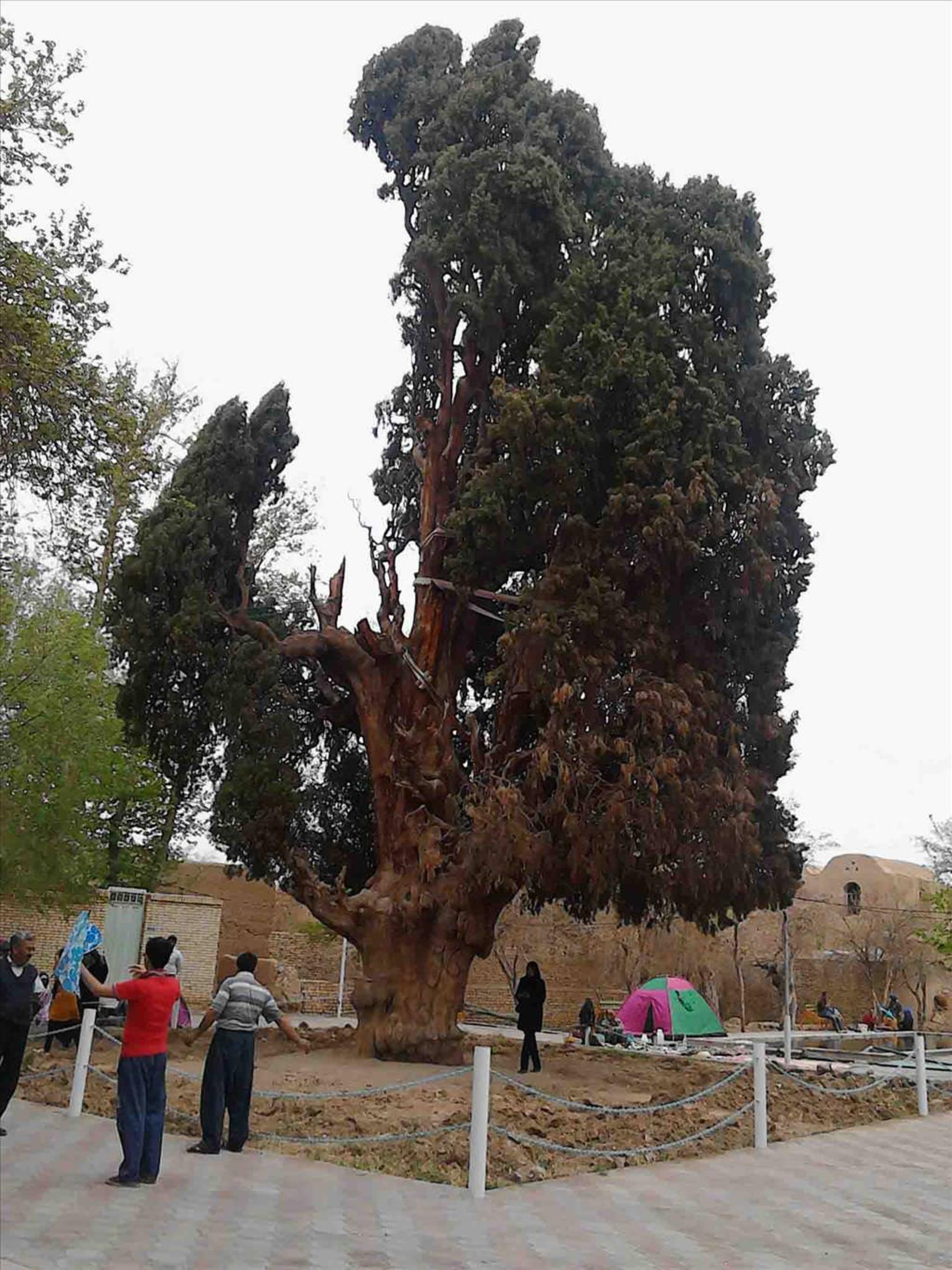 سرو ایرانی 