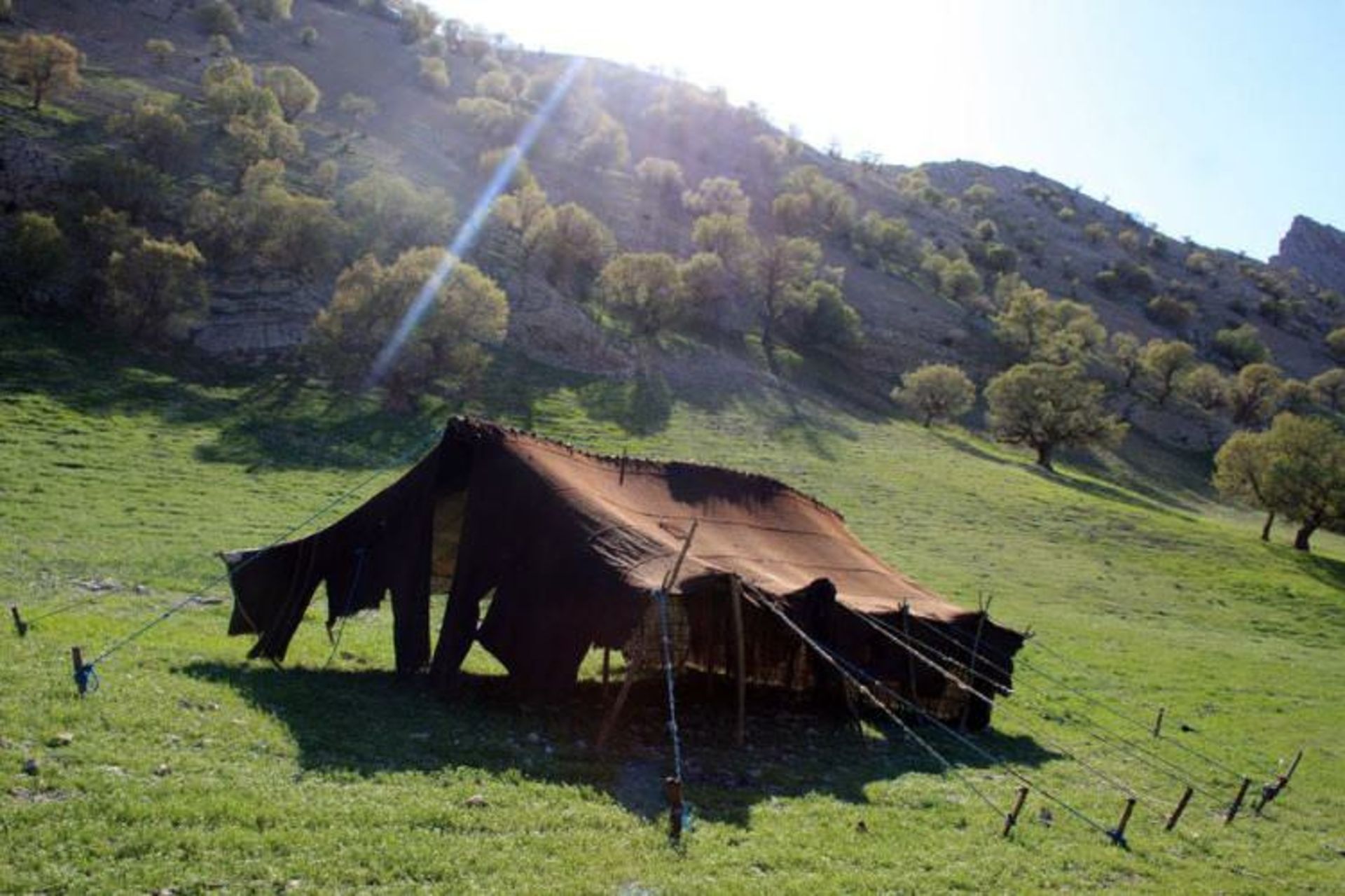 عشایر