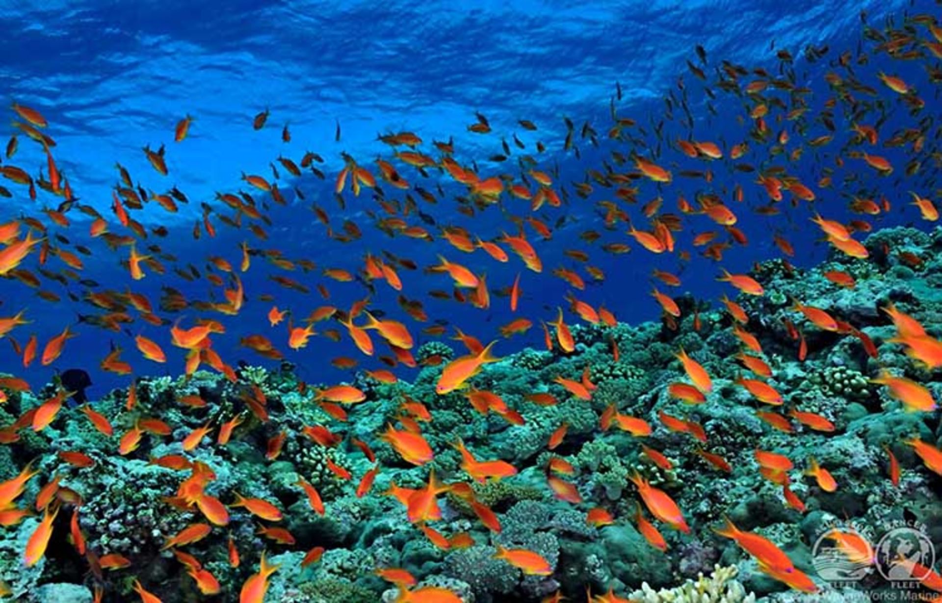 دریای سرخ
