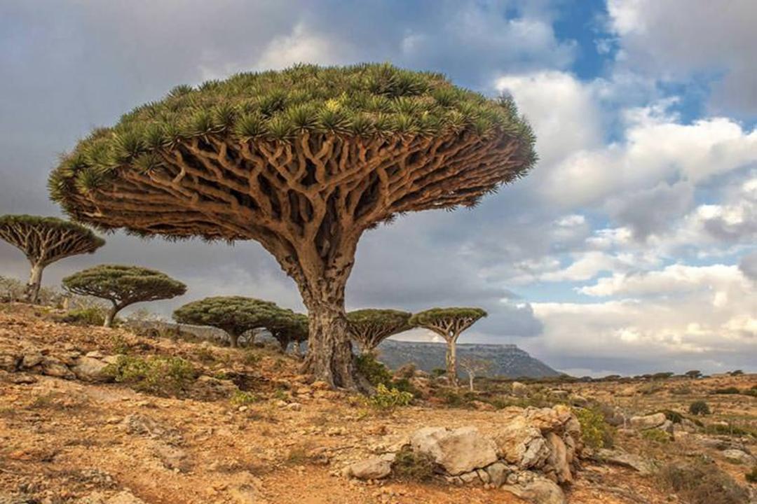 جزیره سوکوترا