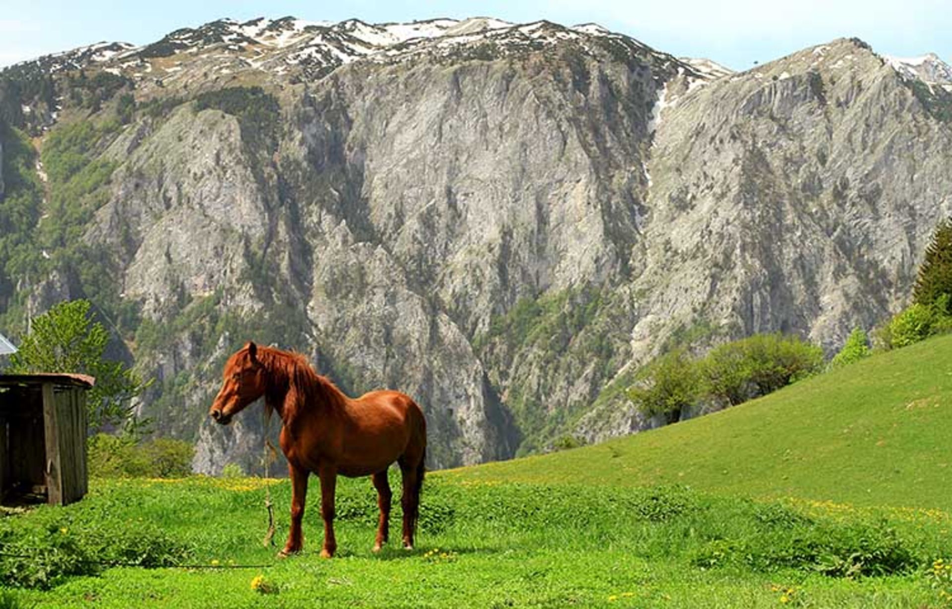 کوه‌ها روگووا