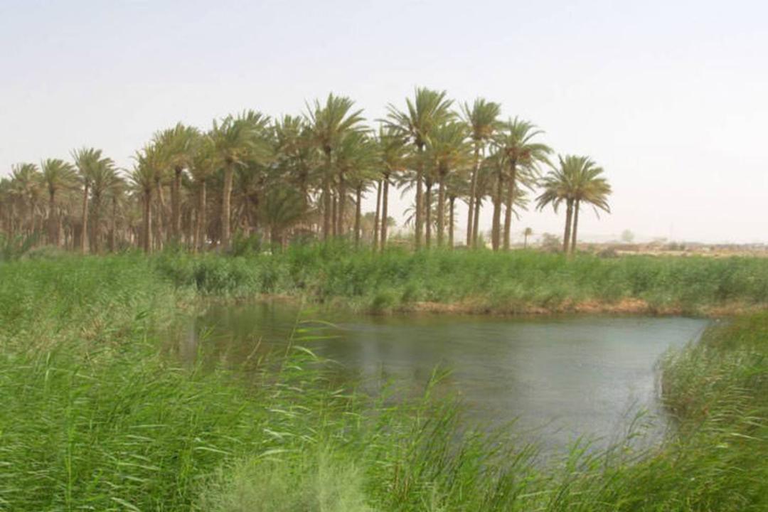   Desert Oases