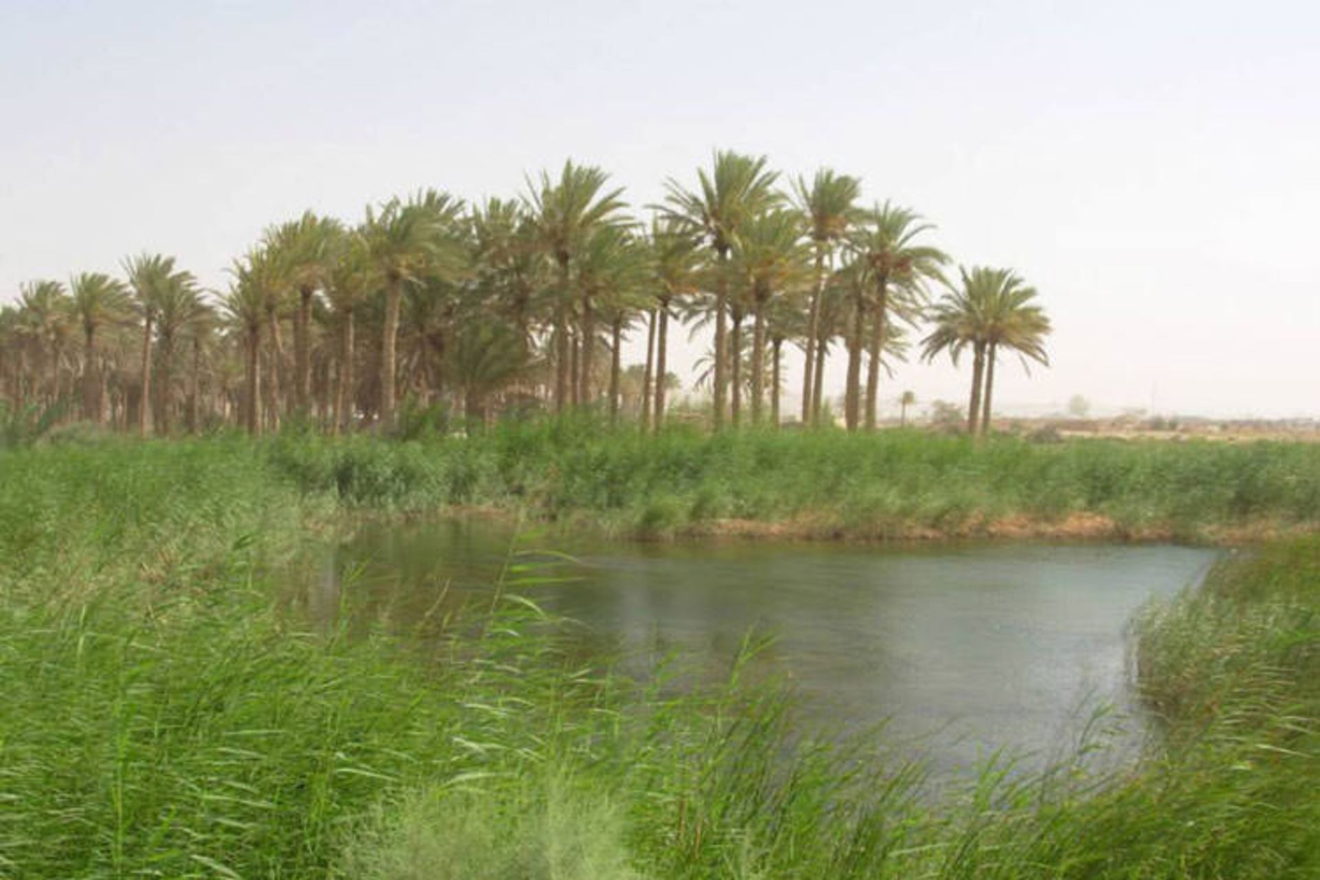  Desert Oases