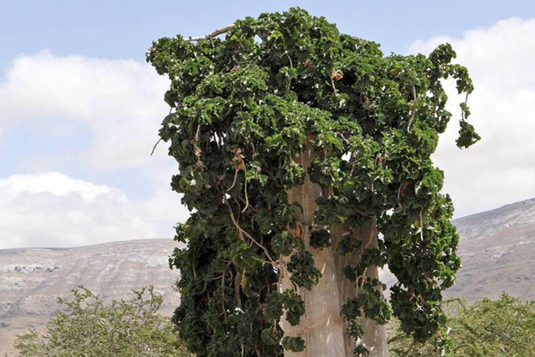 جزیره سوکوترا