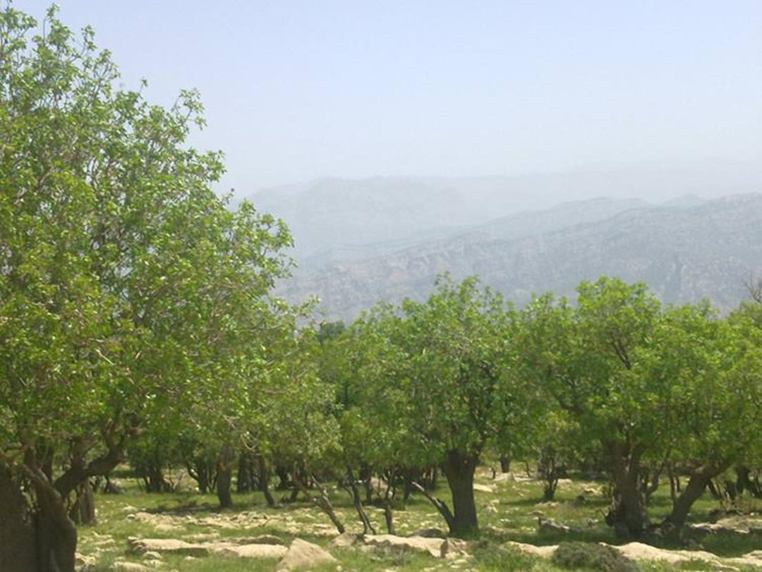 جاذبه های گردشگری دزفول