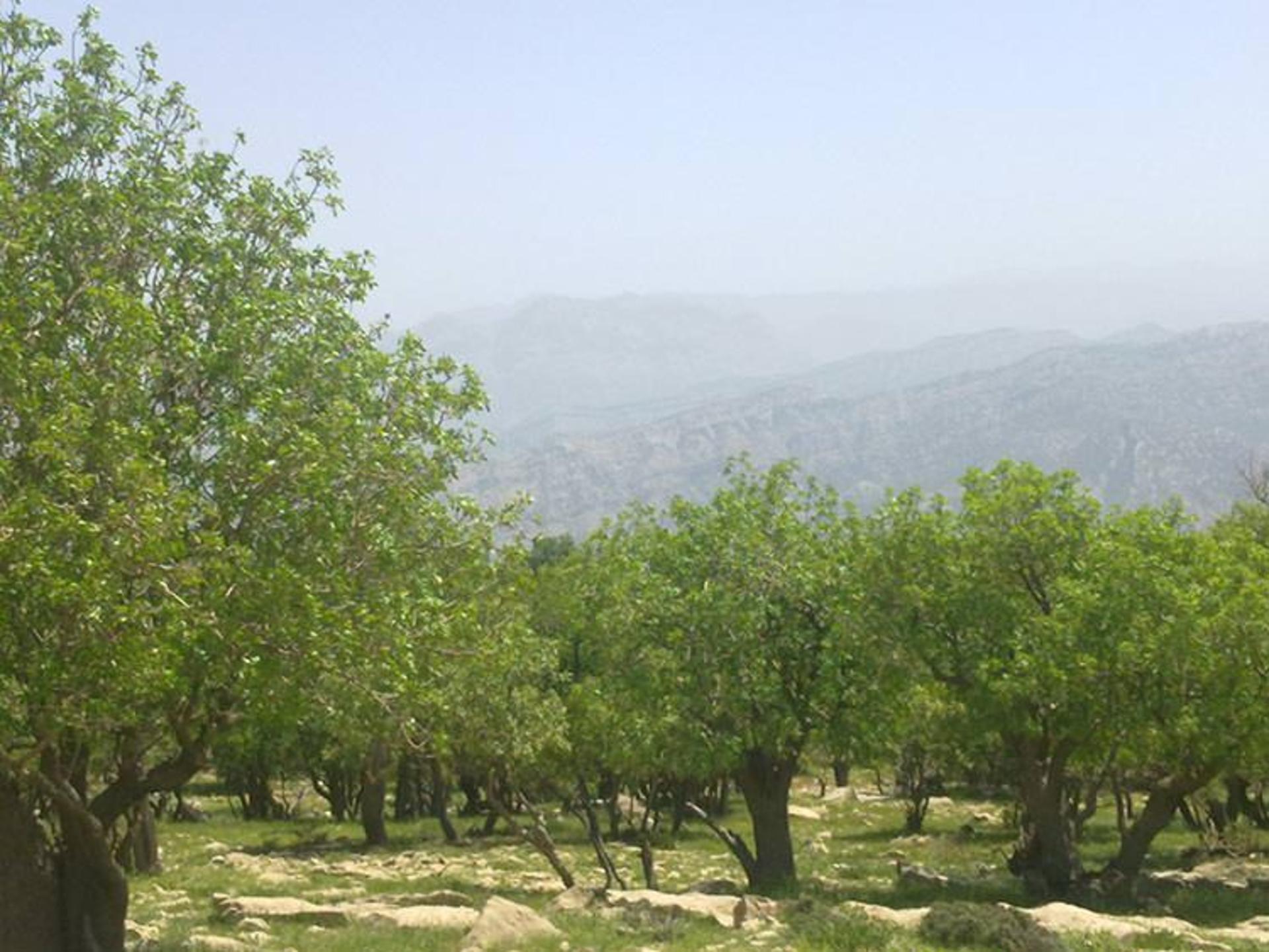 جاذبه های گردشگری دزفول