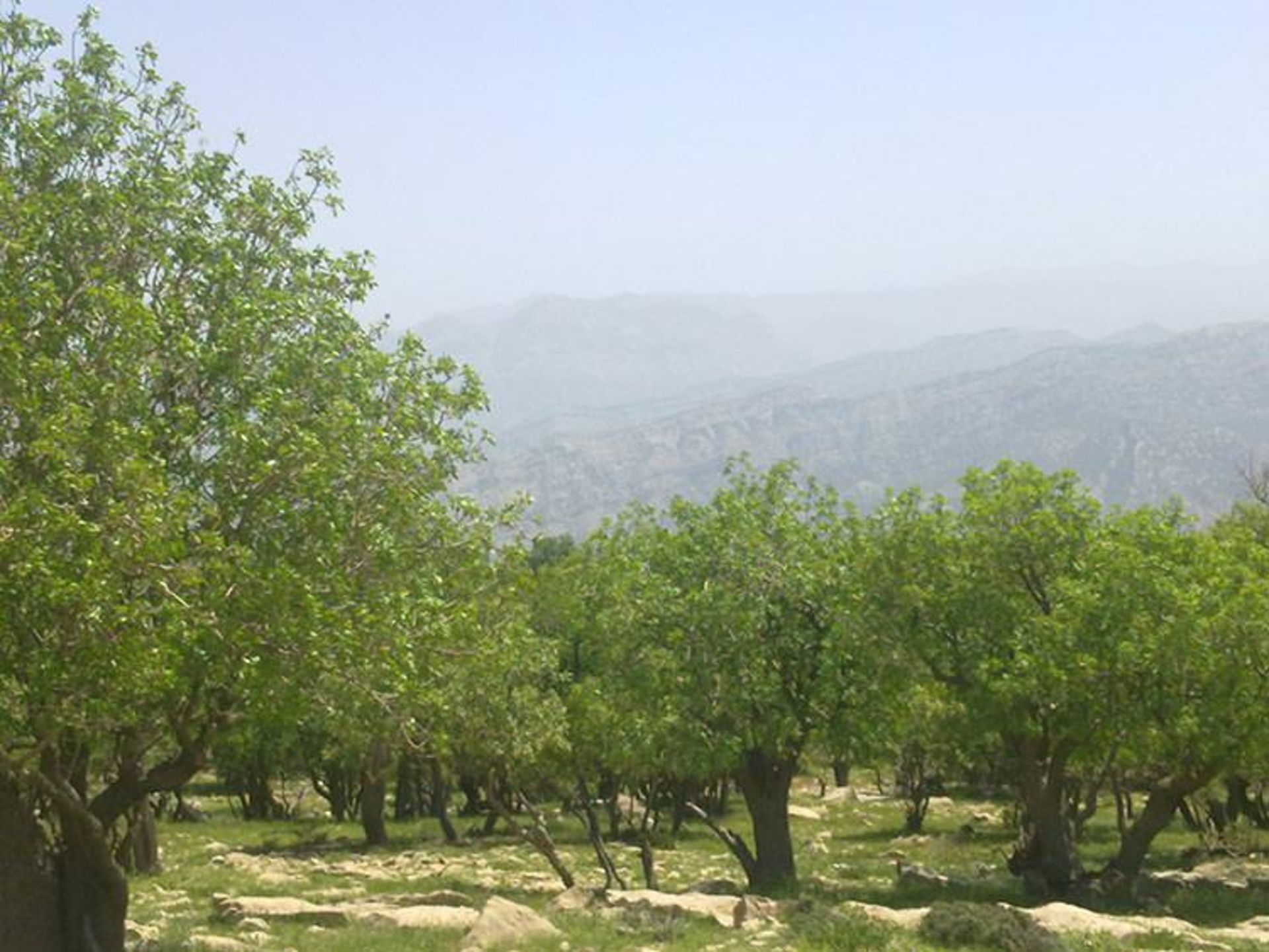 جاذبه های گردشگری دزفول