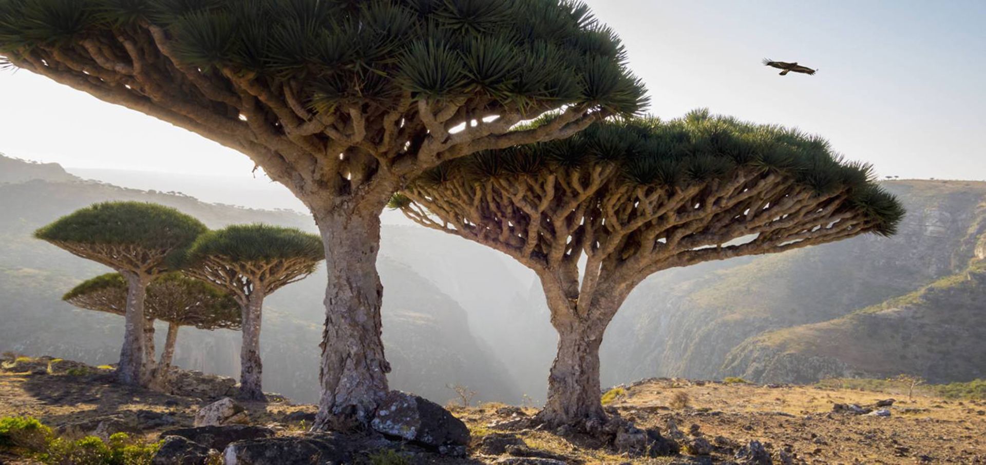 جزایر سوکوترا