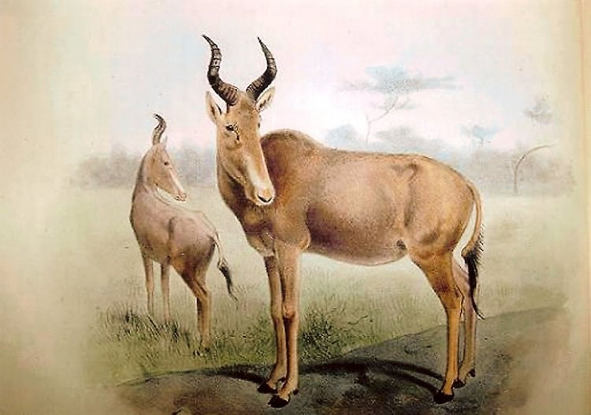 گاوگوزن