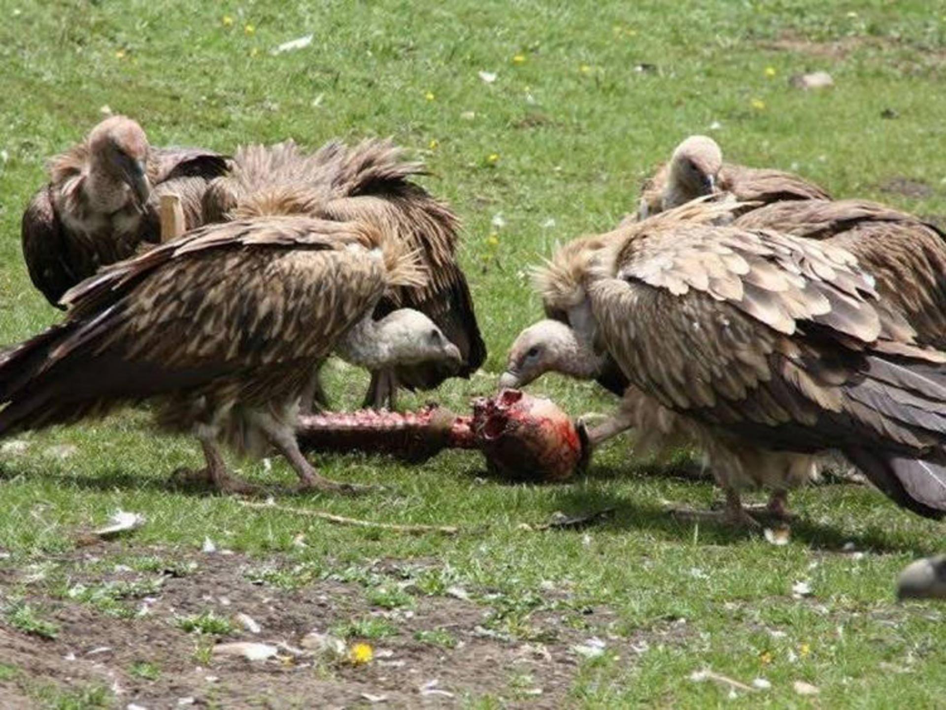 دفن آسمانی