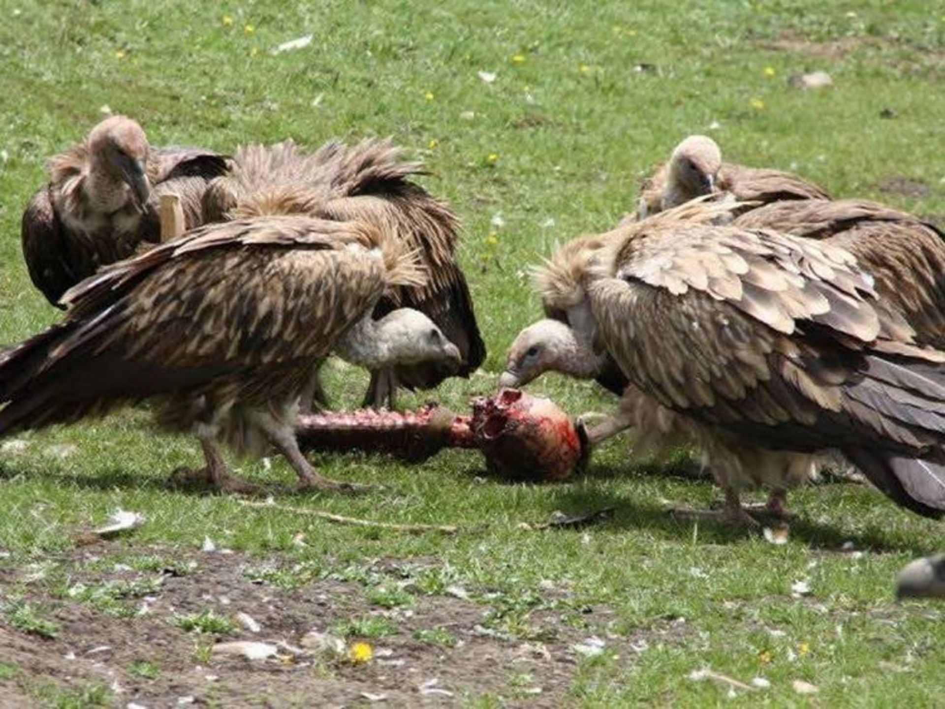 دفن آسمانی