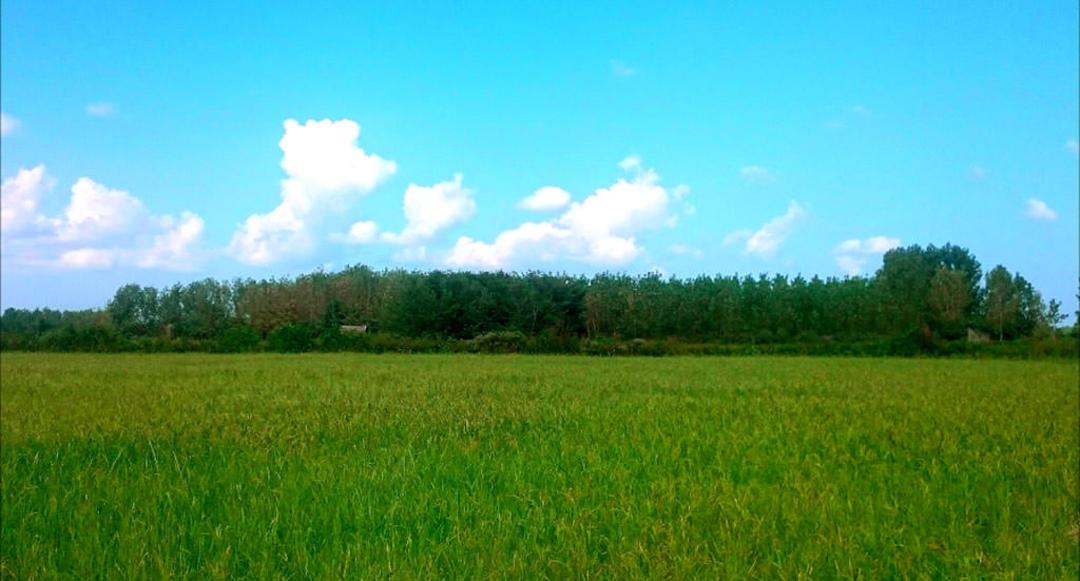 عکاسباشی