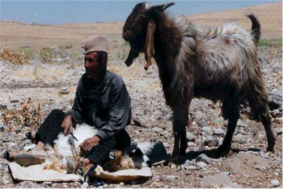 عشایر ایل قشقایی