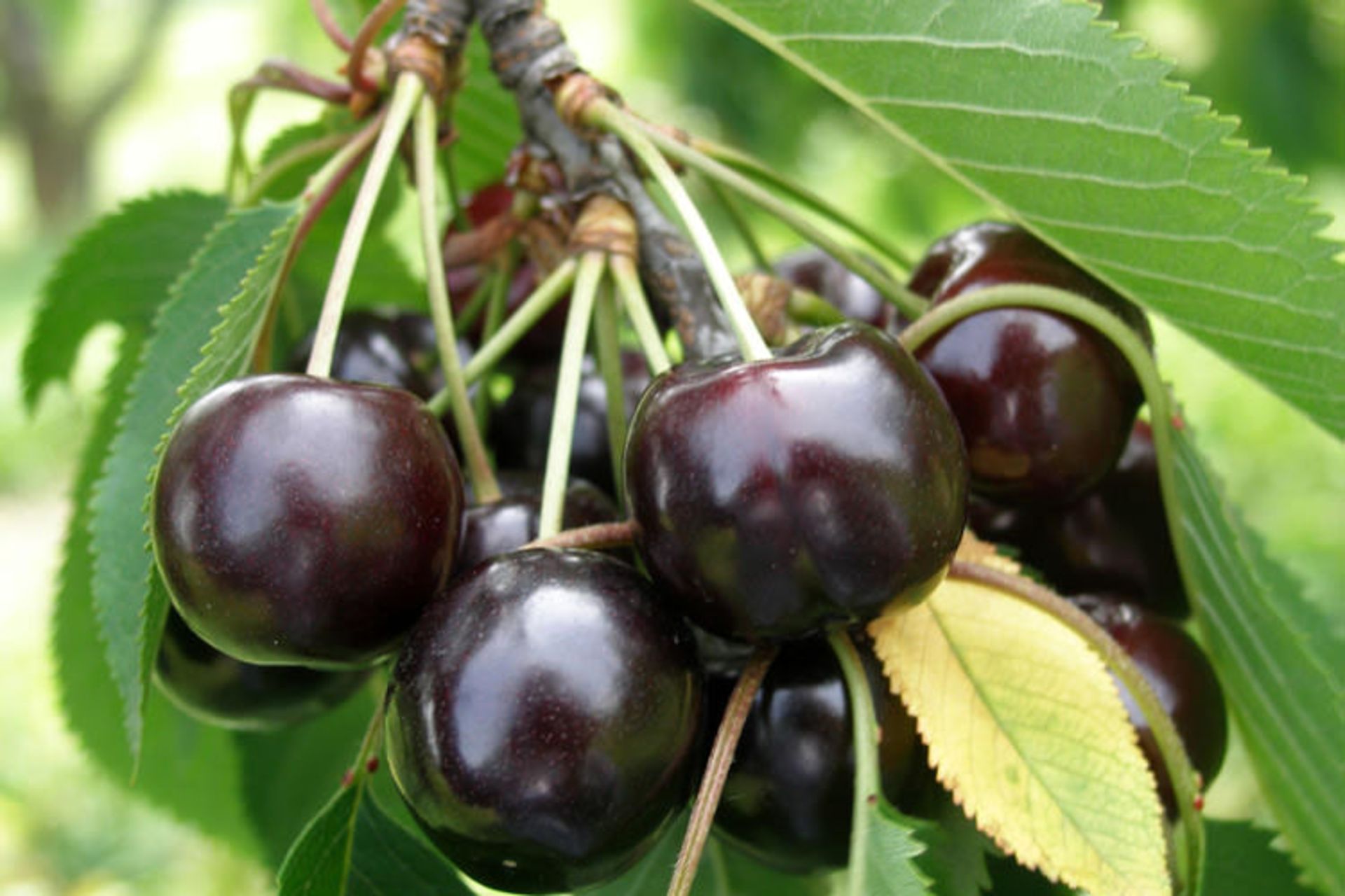 گیلاس