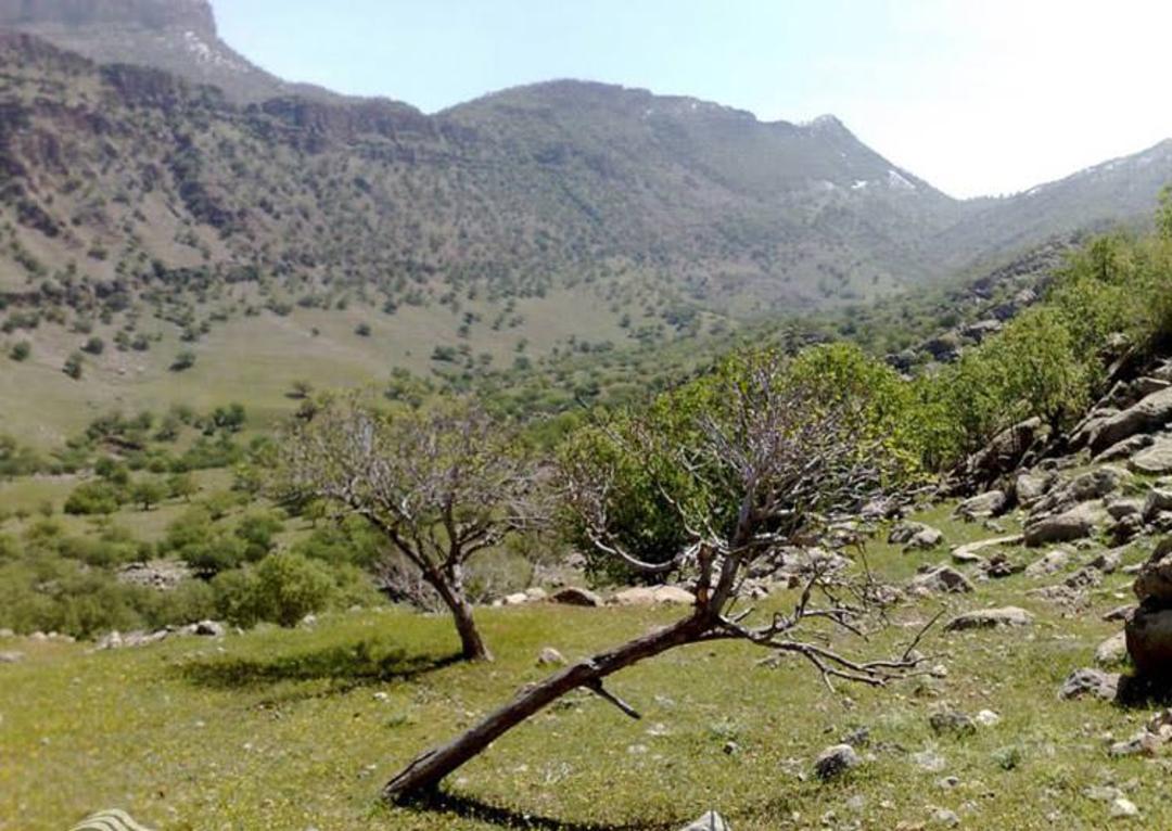 گچساران