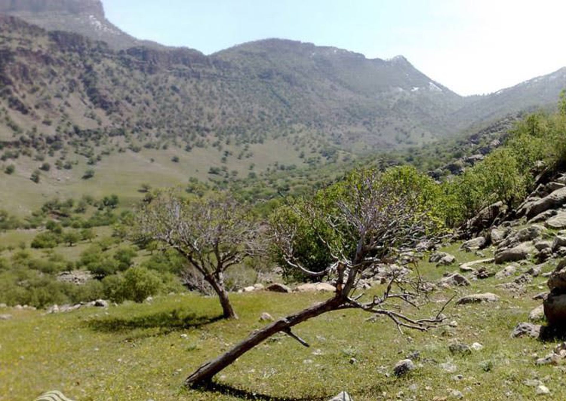 گچساران