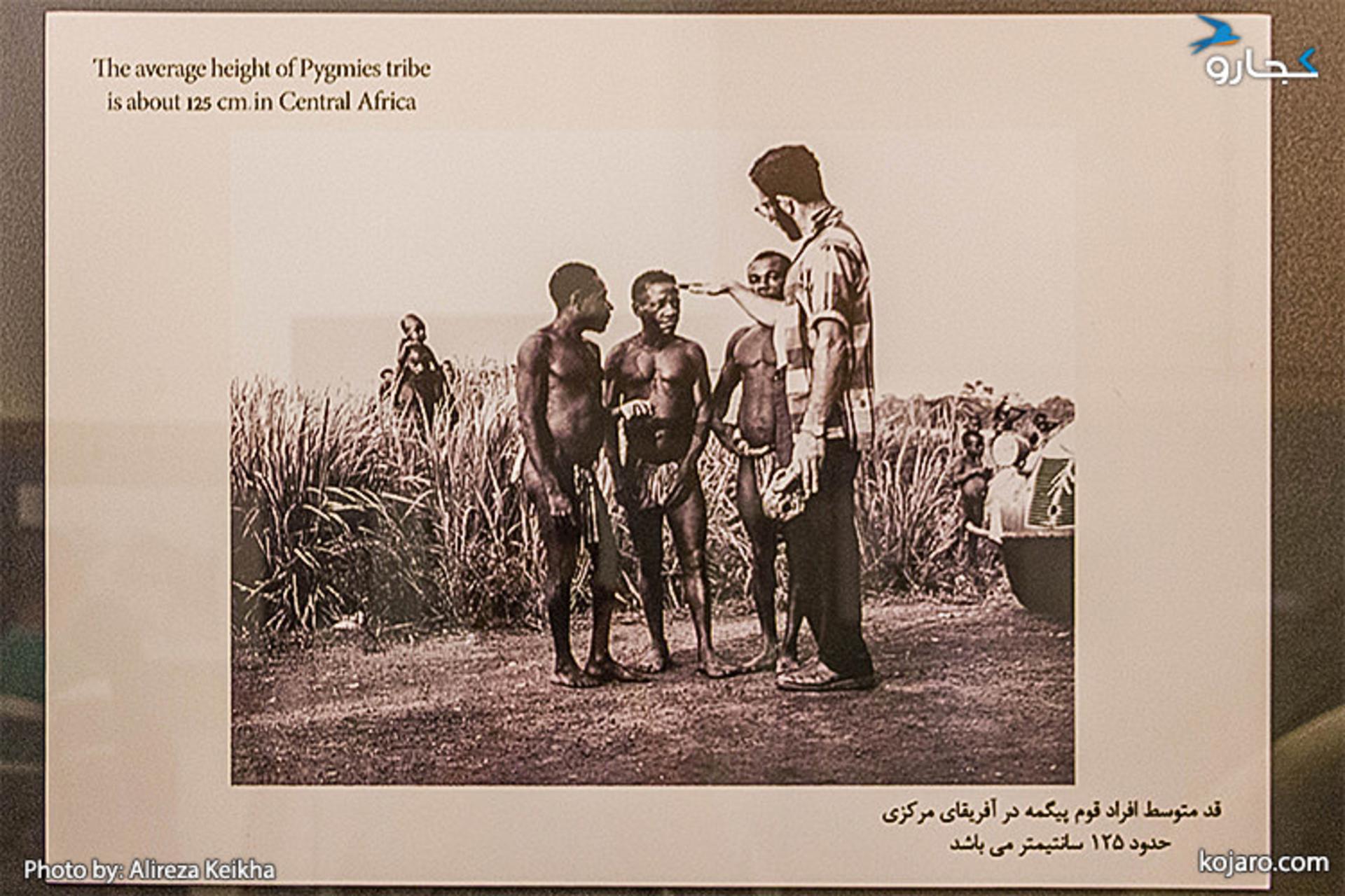 قد متوسط افراد قوم پیگمه در آفریقای مرکزی حدود ۱۲۵ سانتی‌متر است.