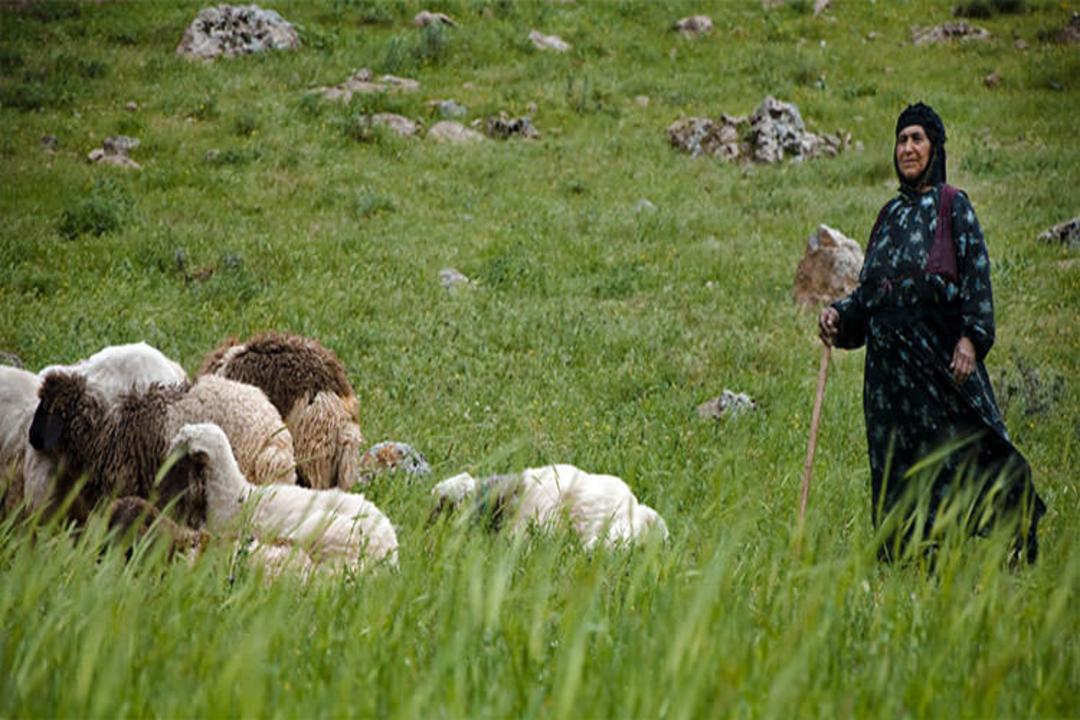 عشایر ایل قشقایی