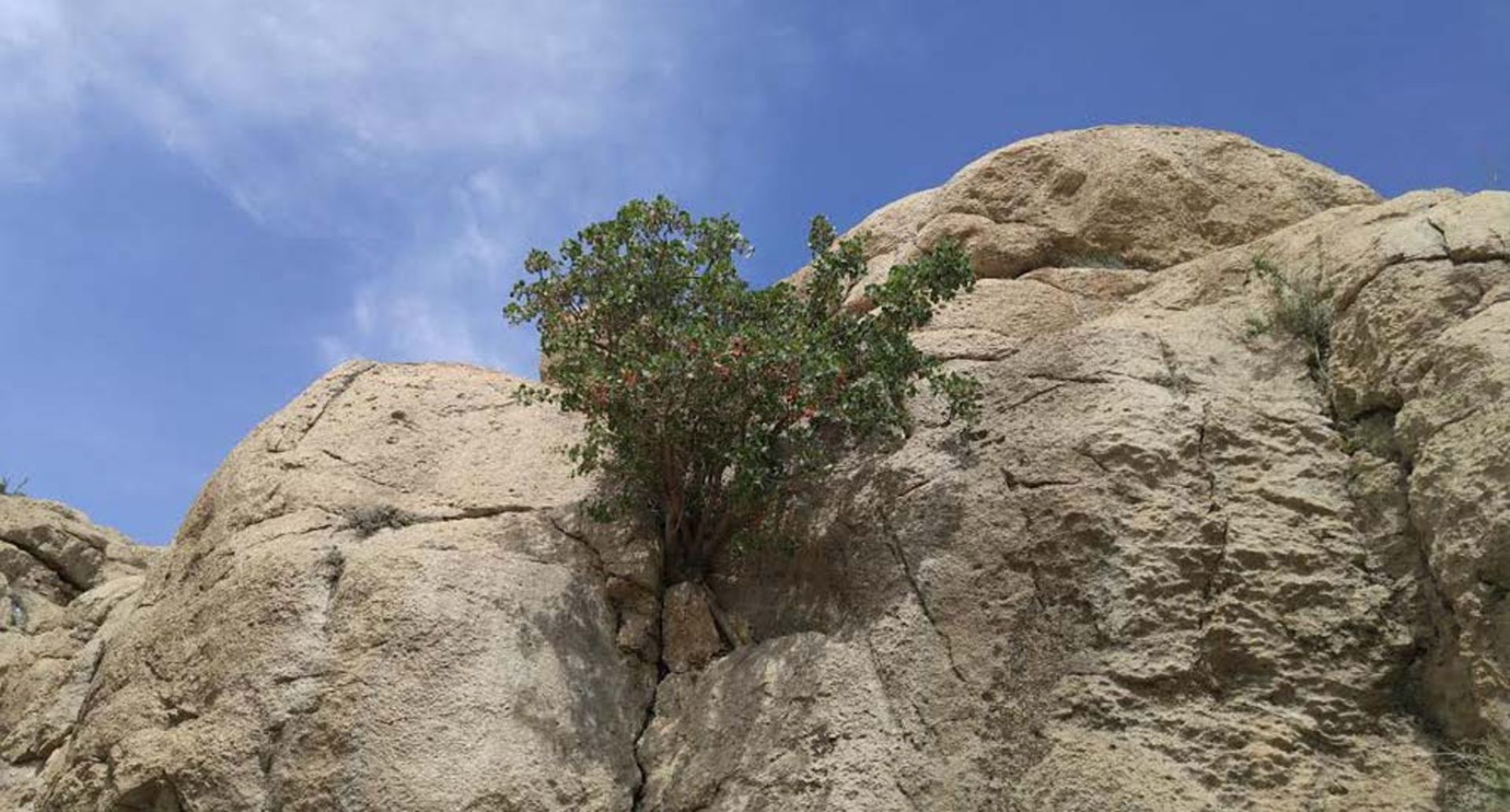 عکاسباشی