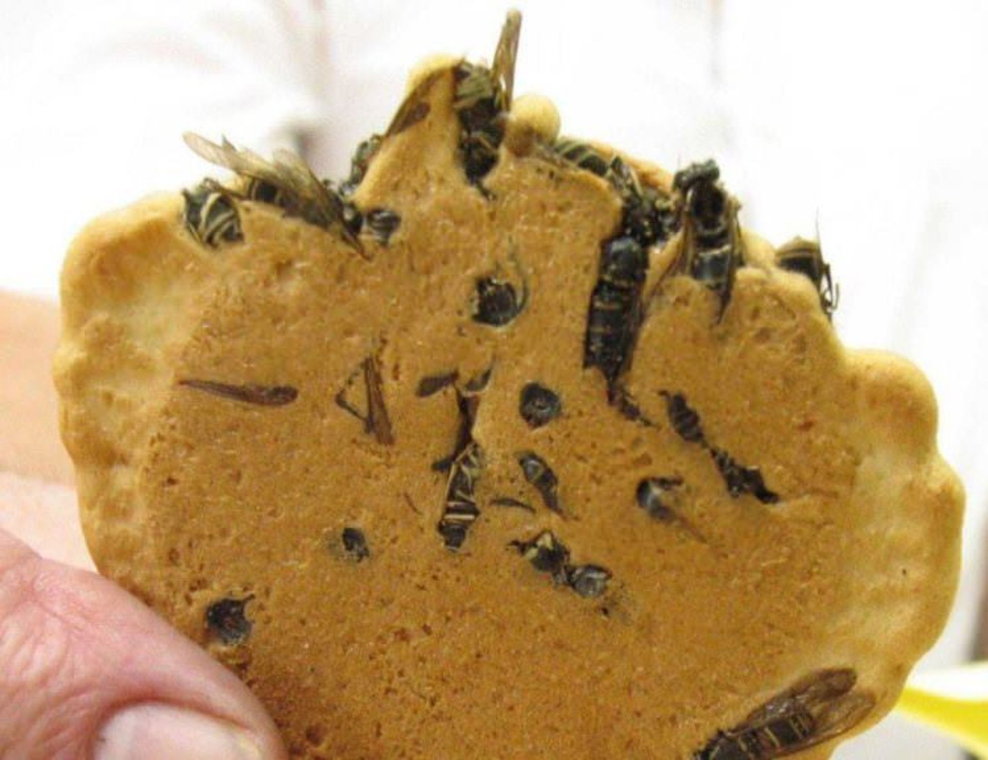 خوردن زنبور 