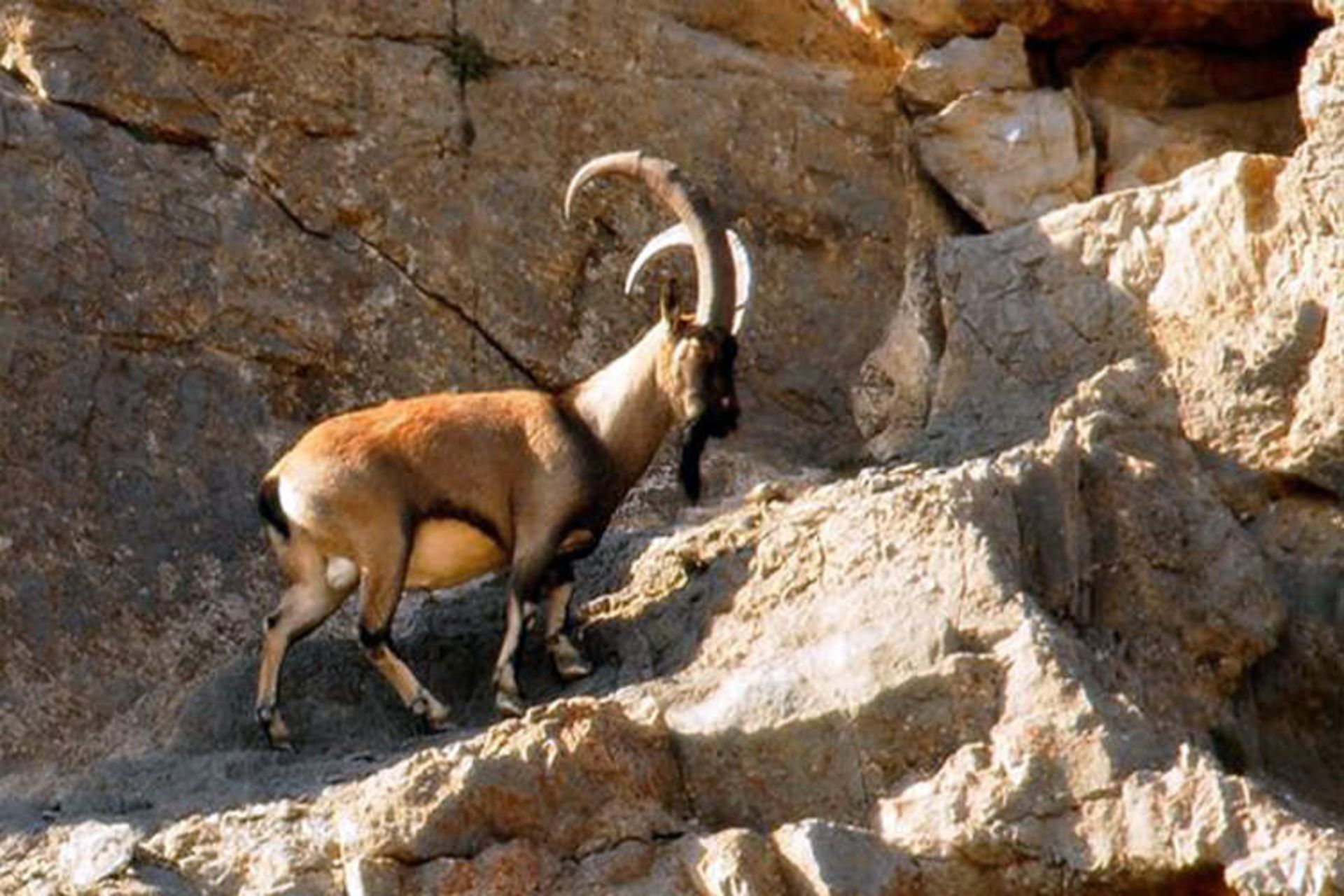 تنگ صیاد