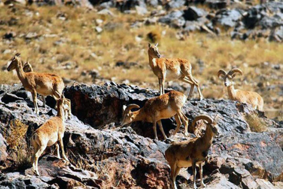 تنگ صیاد