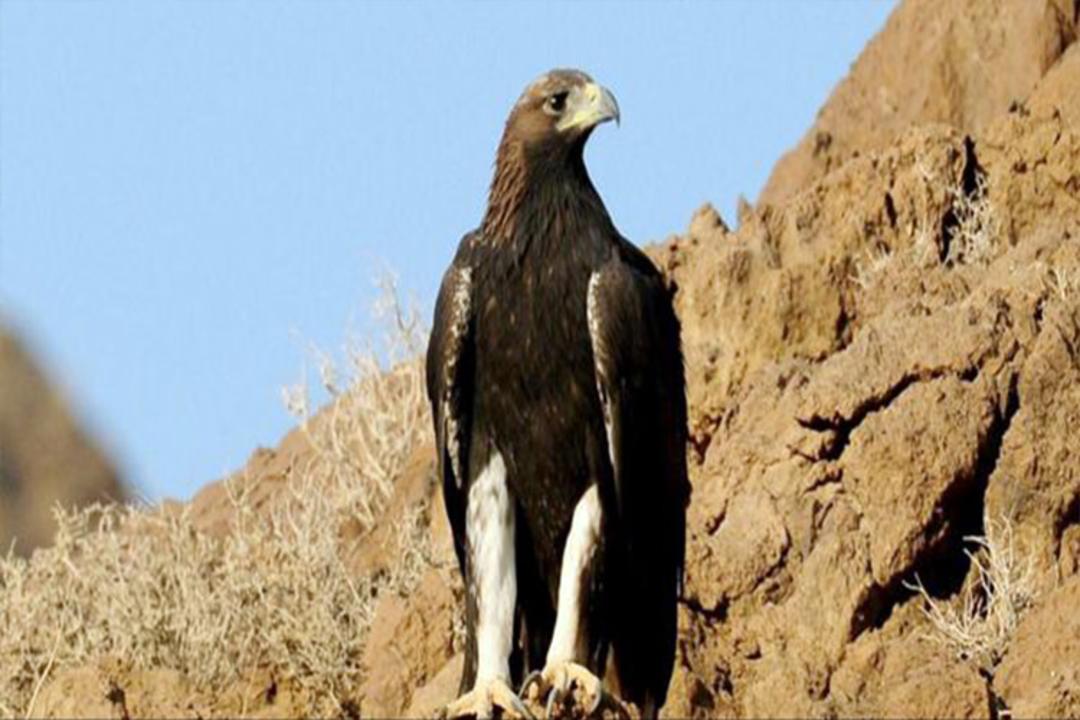تنگ صیاد