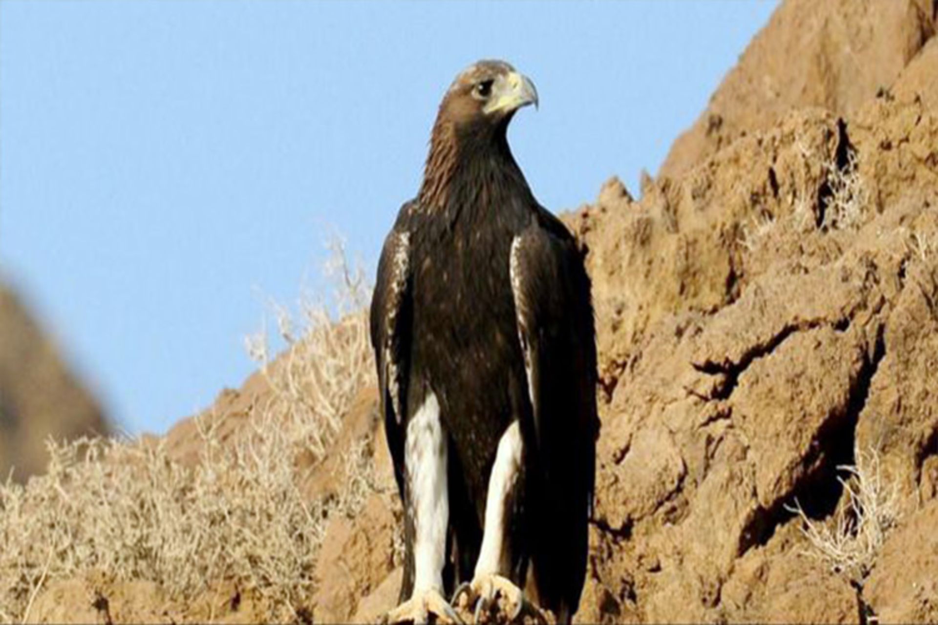 تنگ صیاد