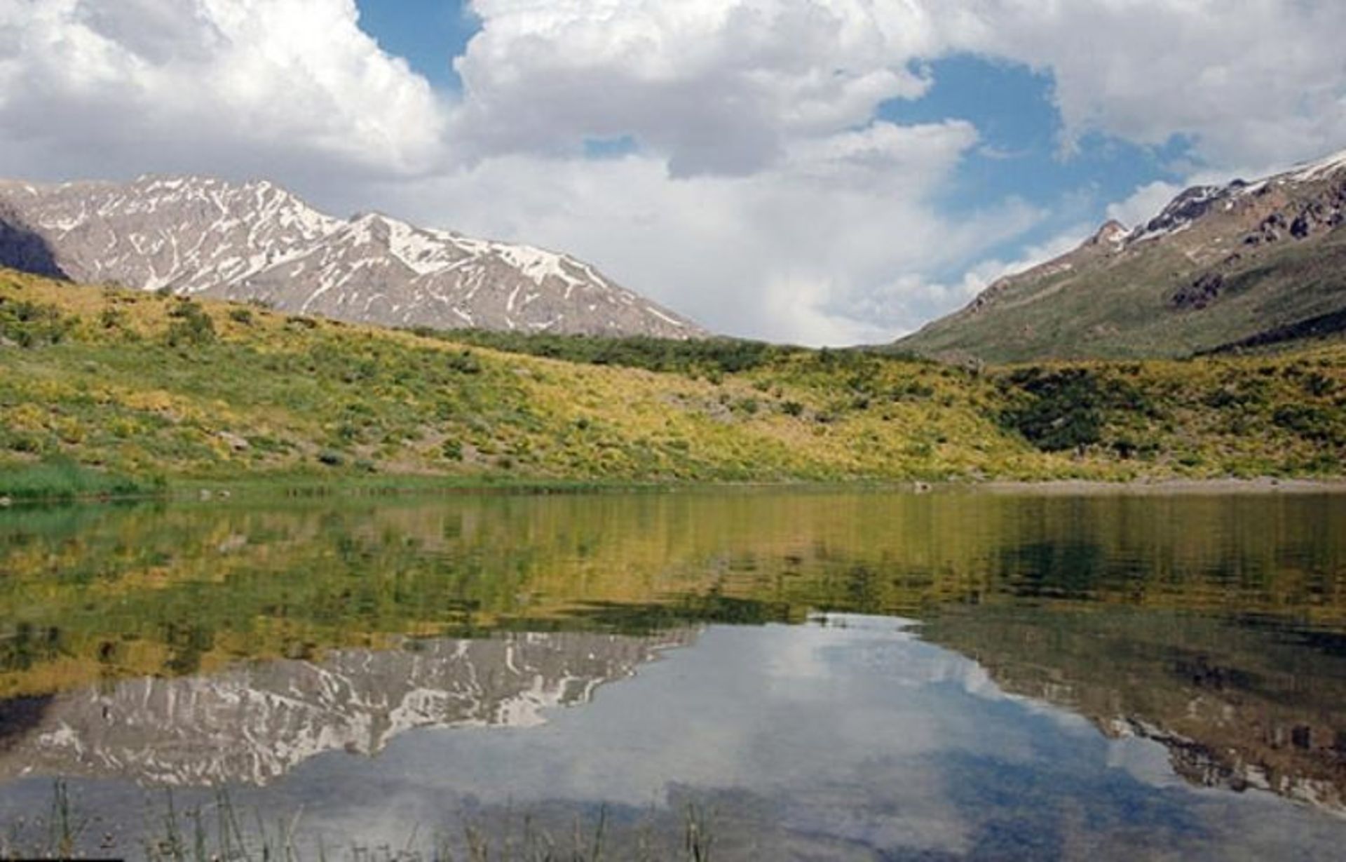 چشمه میشی