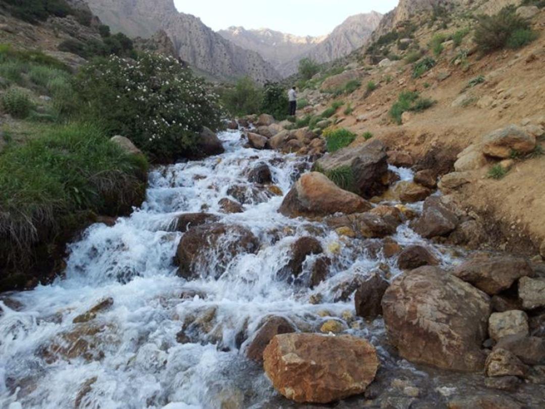 چشمه میشی