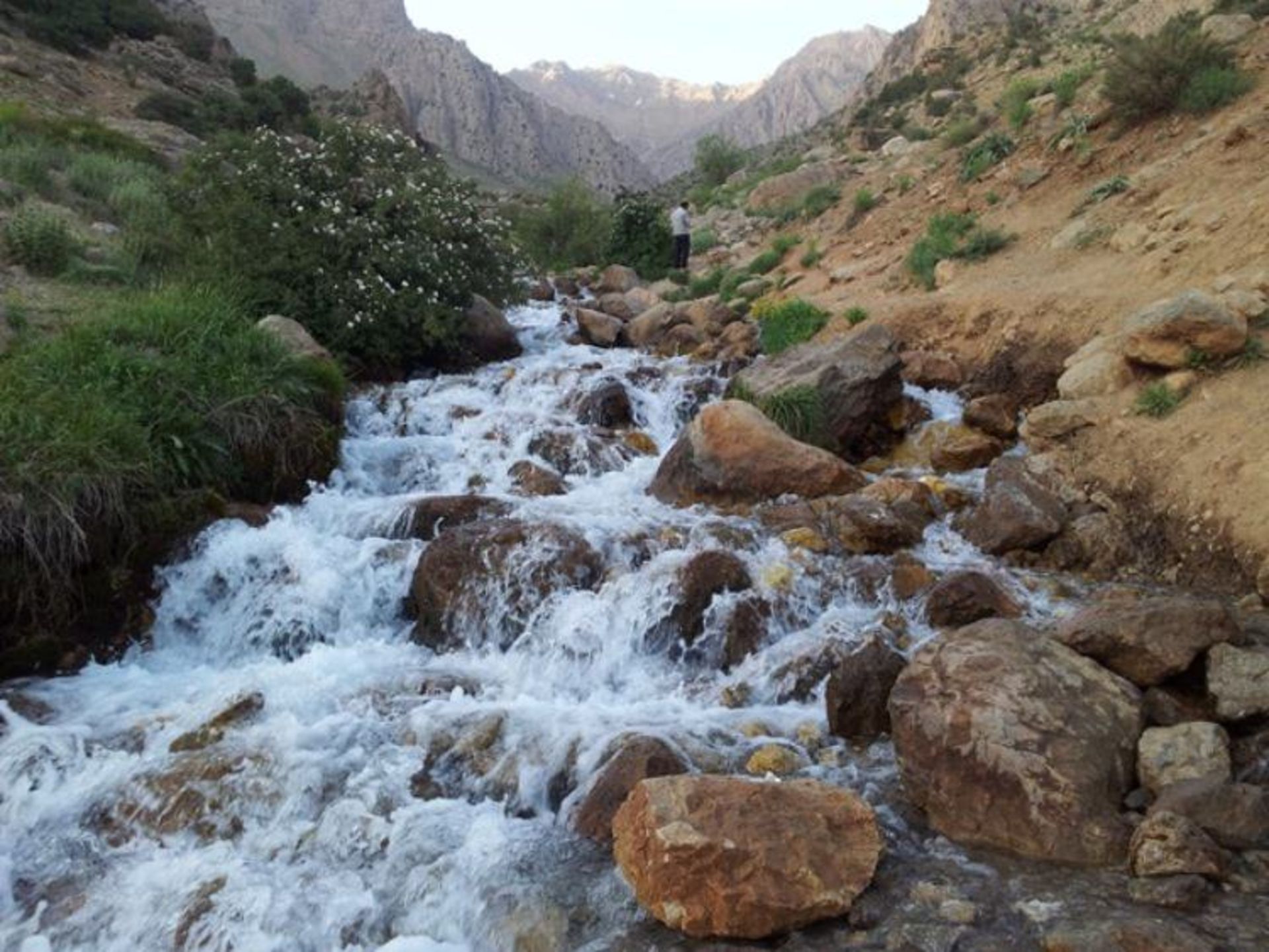 چشمه میشی