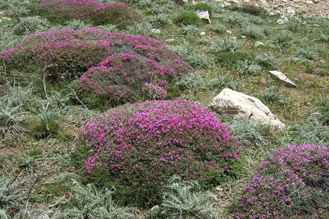 تنگ صیاد