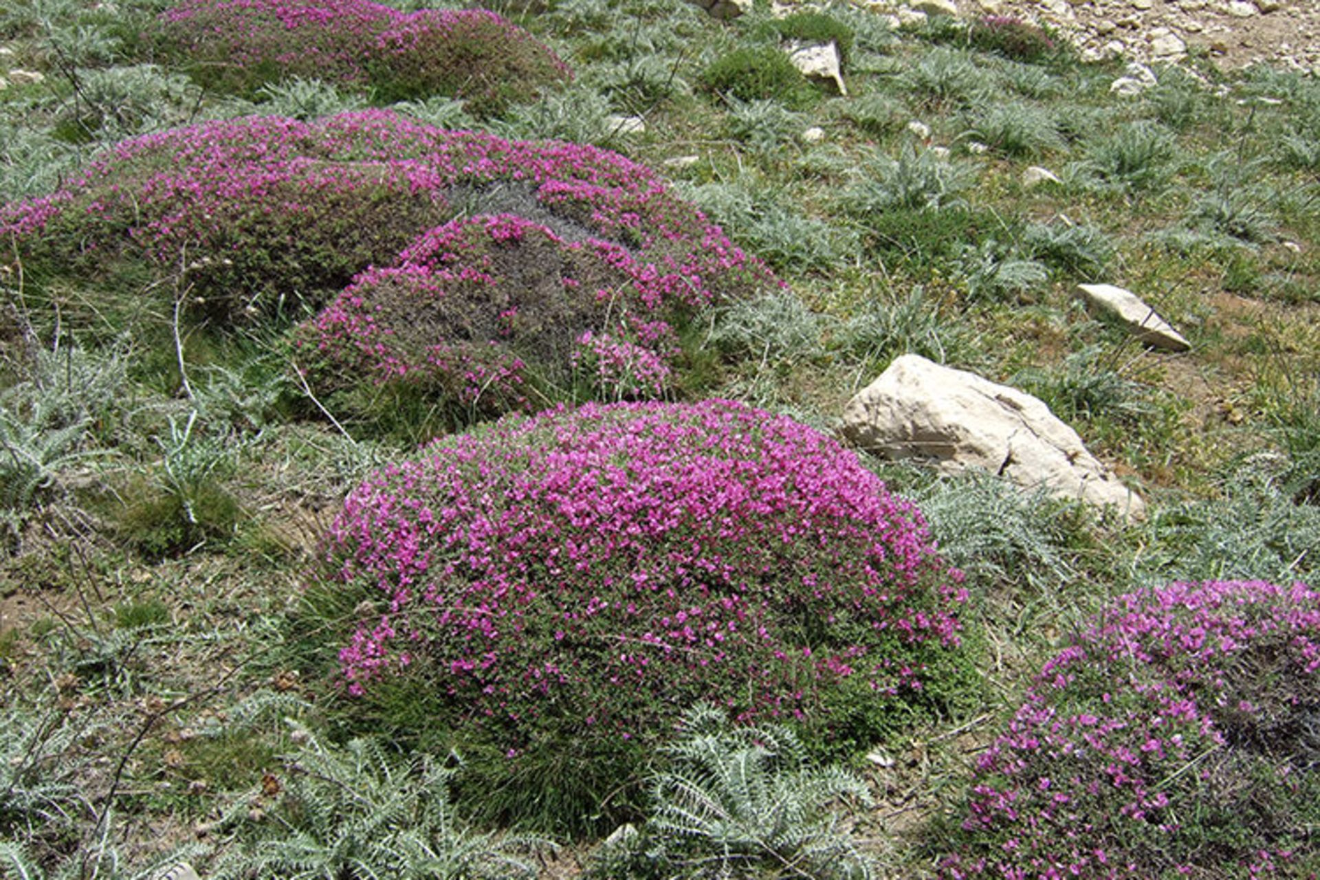 تنگ صیاد