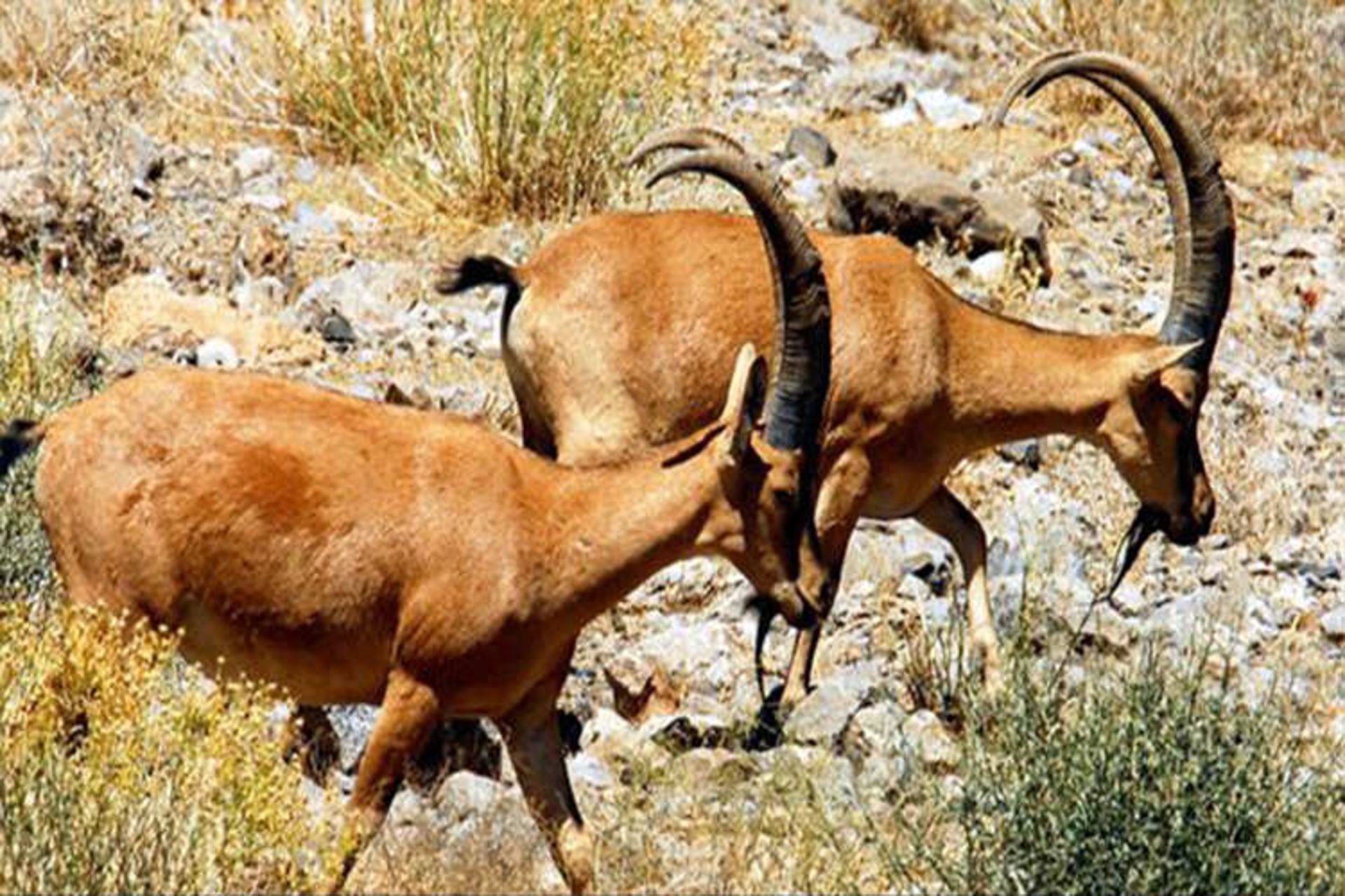 تنگ صیاد