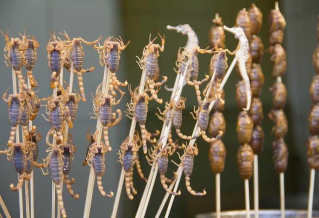 خوردن عقرب