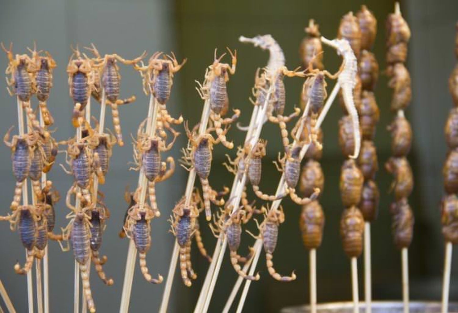 خوردن عقرب