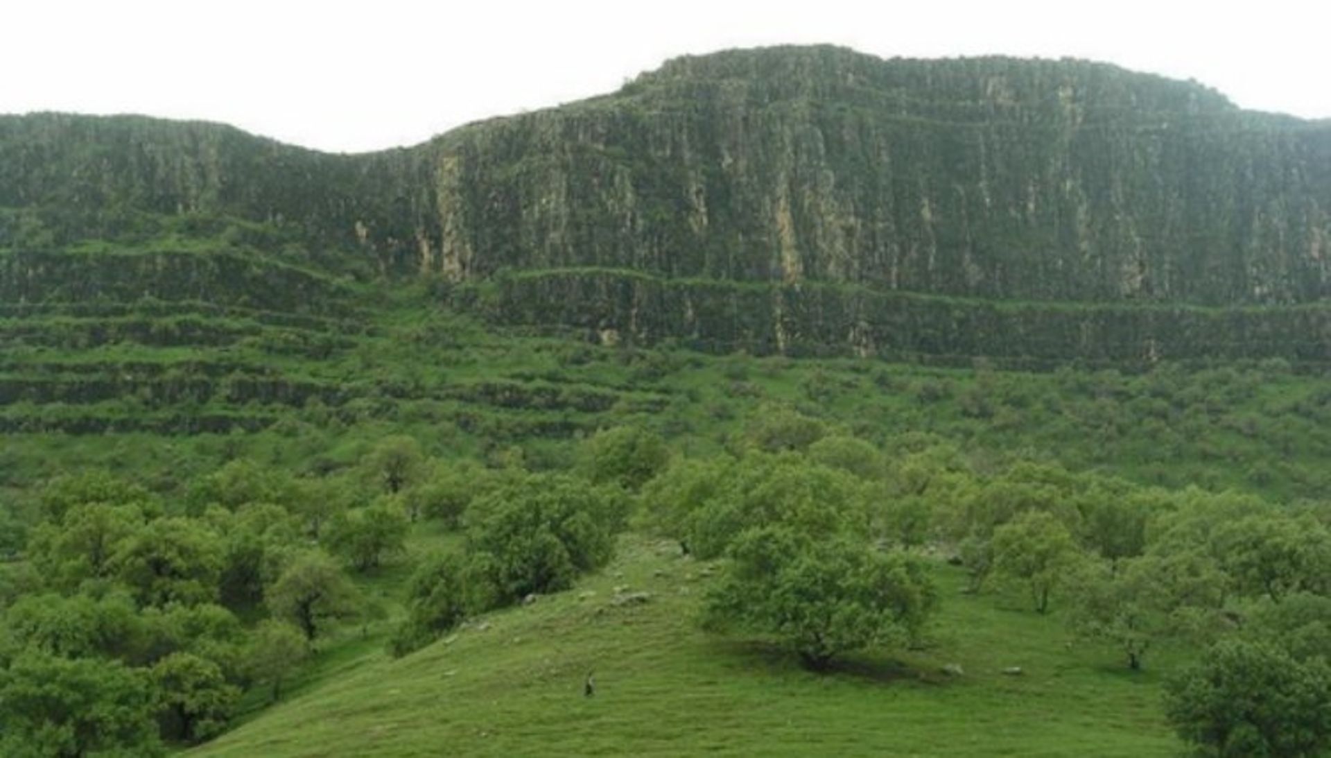 چشمه میشی