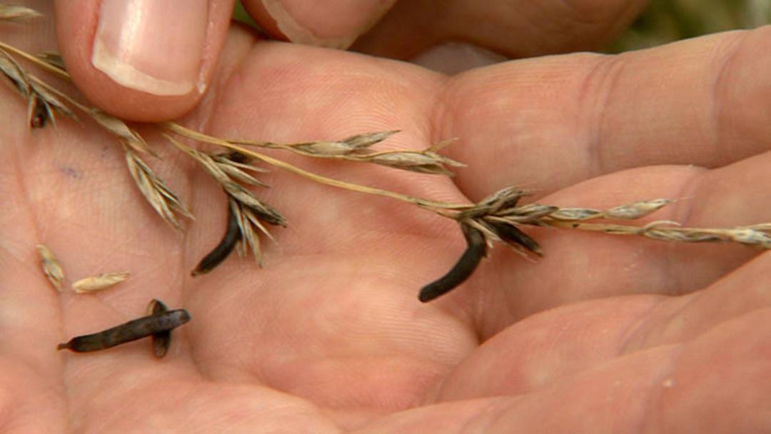 قارچ سمی ergot