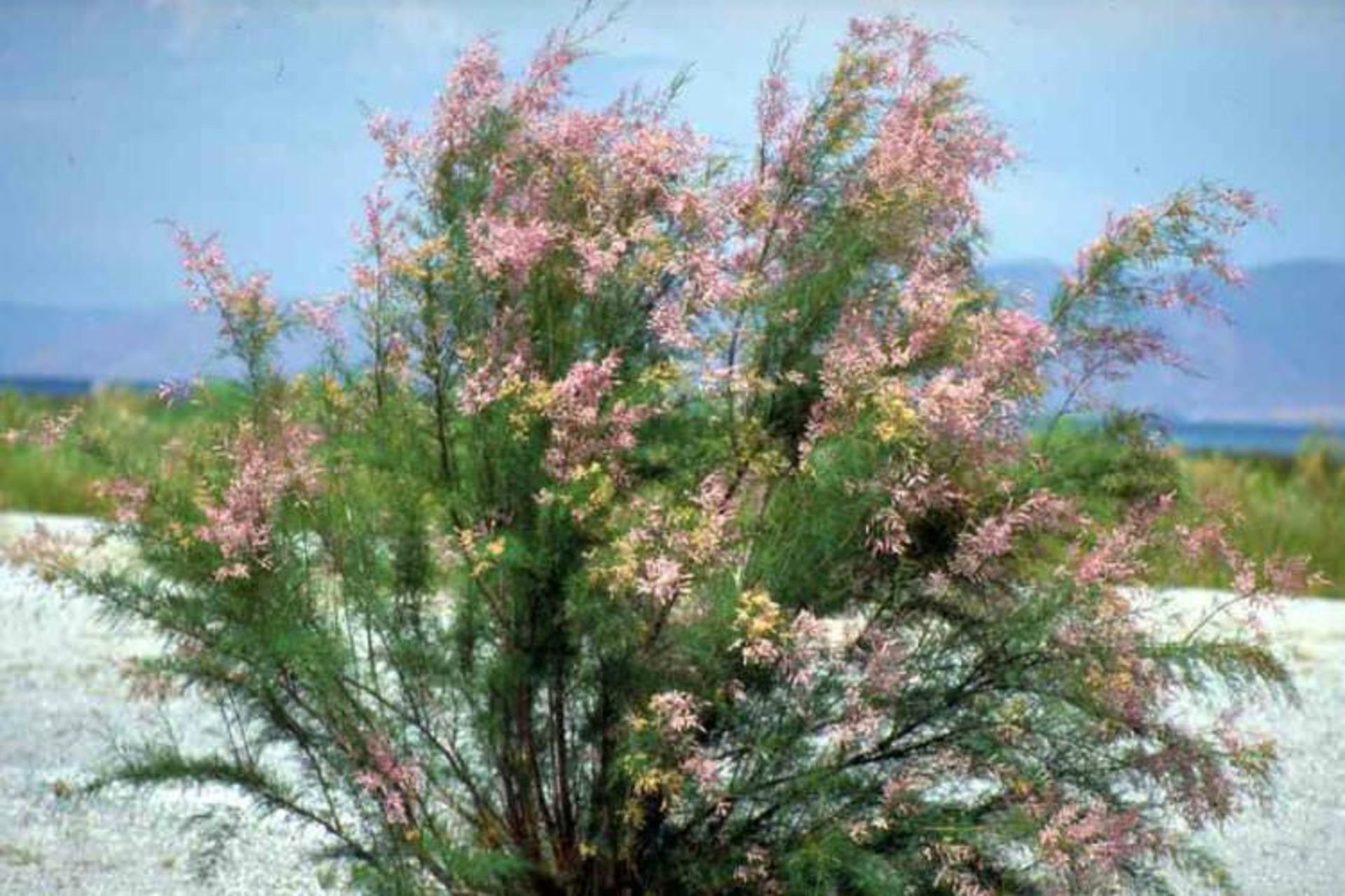 درخت گز