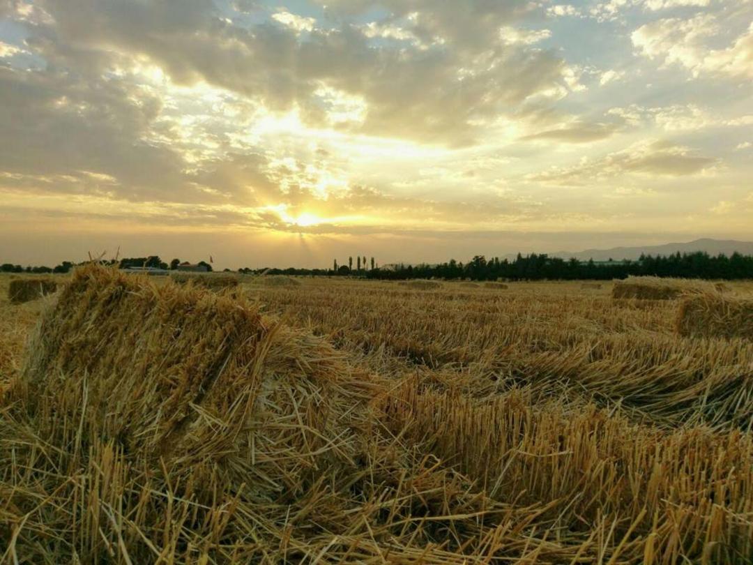 عکاسباشی