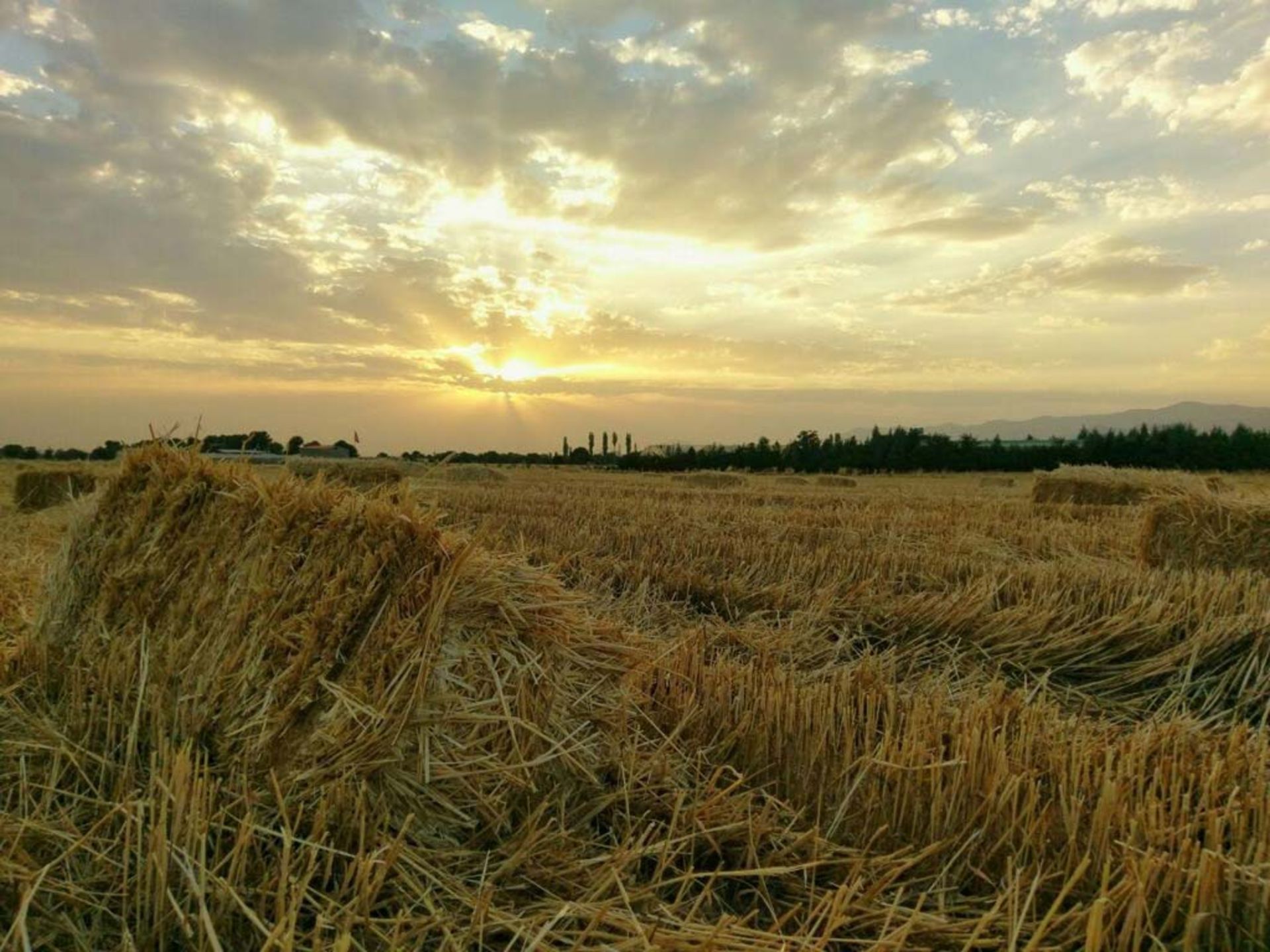 عکاسباشی