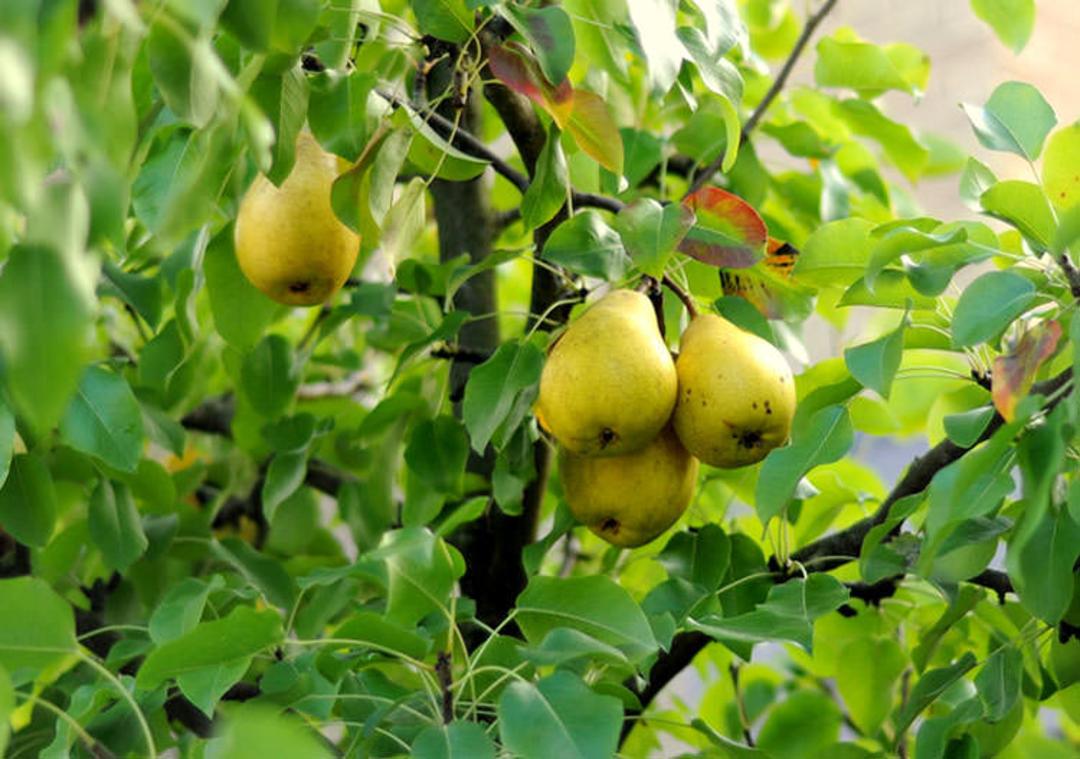 درخت گلابی