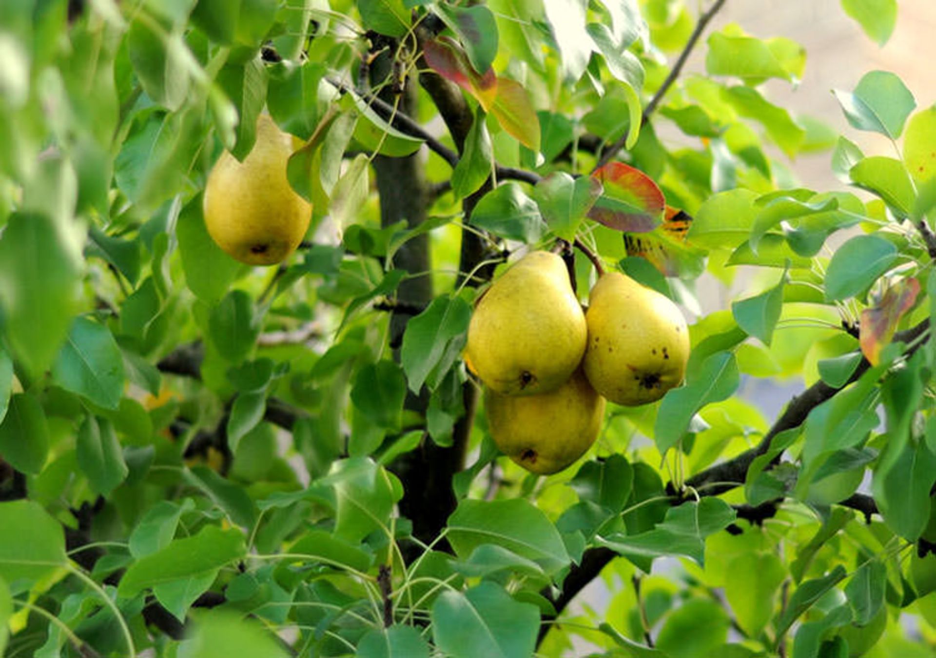 درخت گلابی
