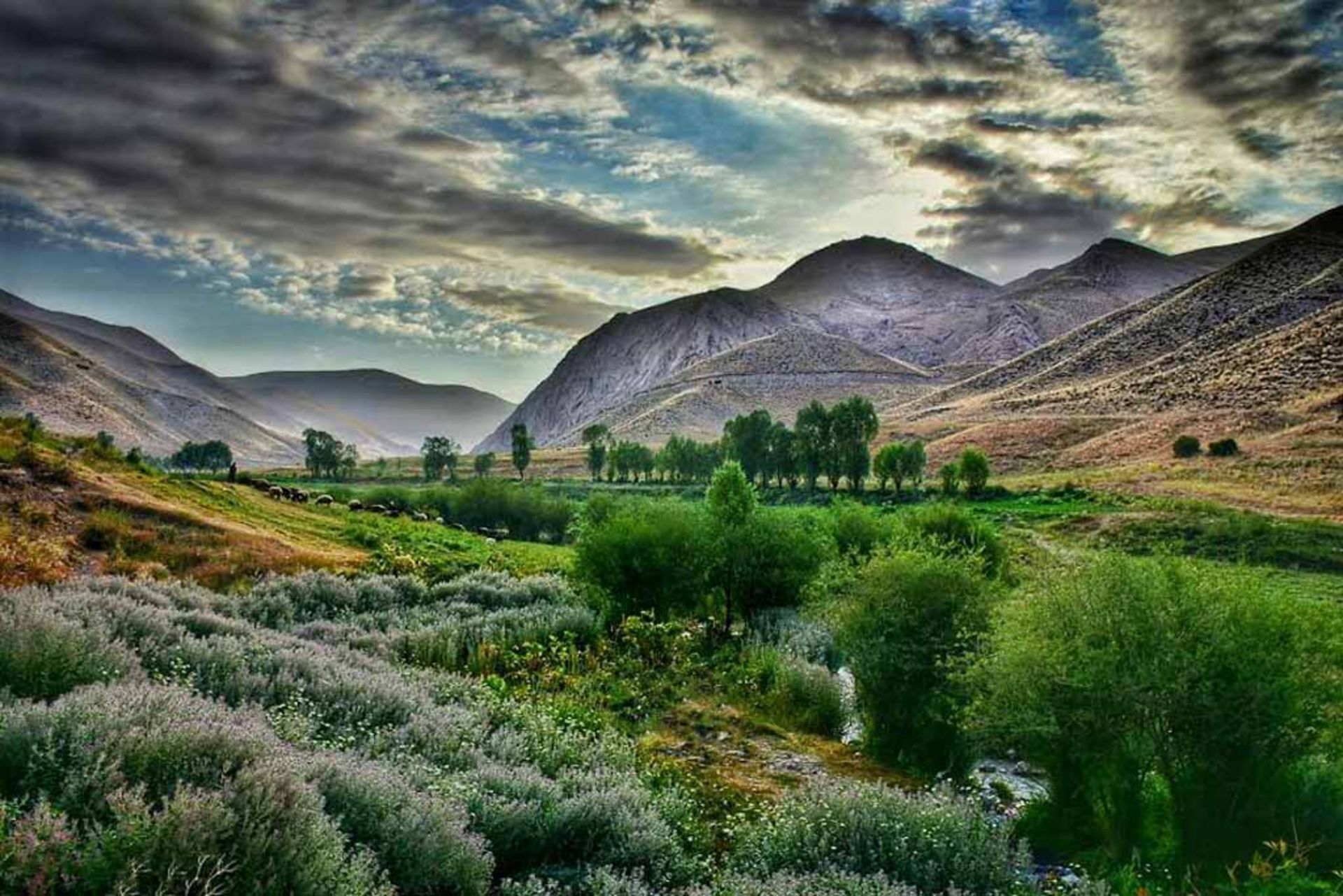 عکاسباشی