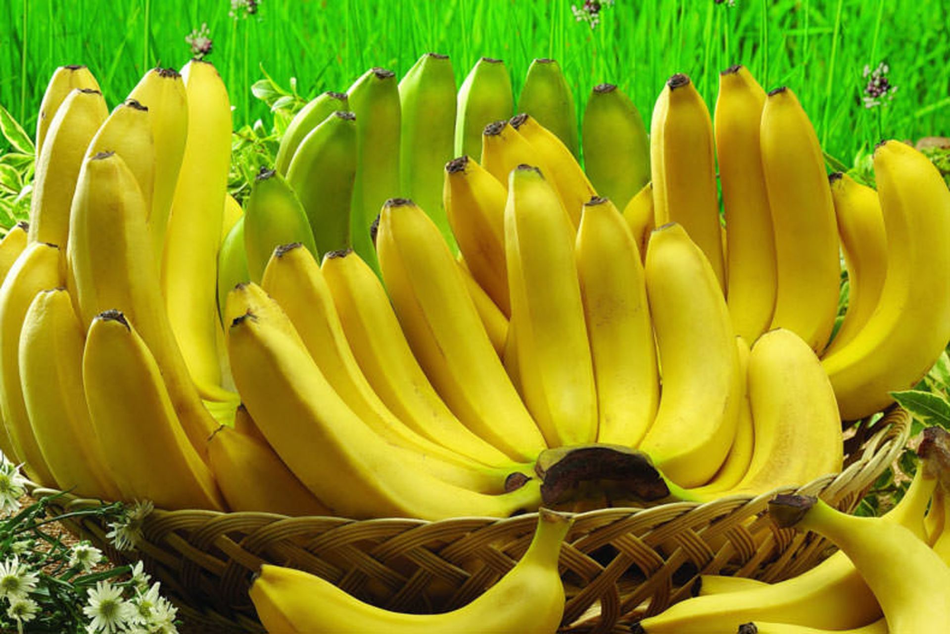 موز