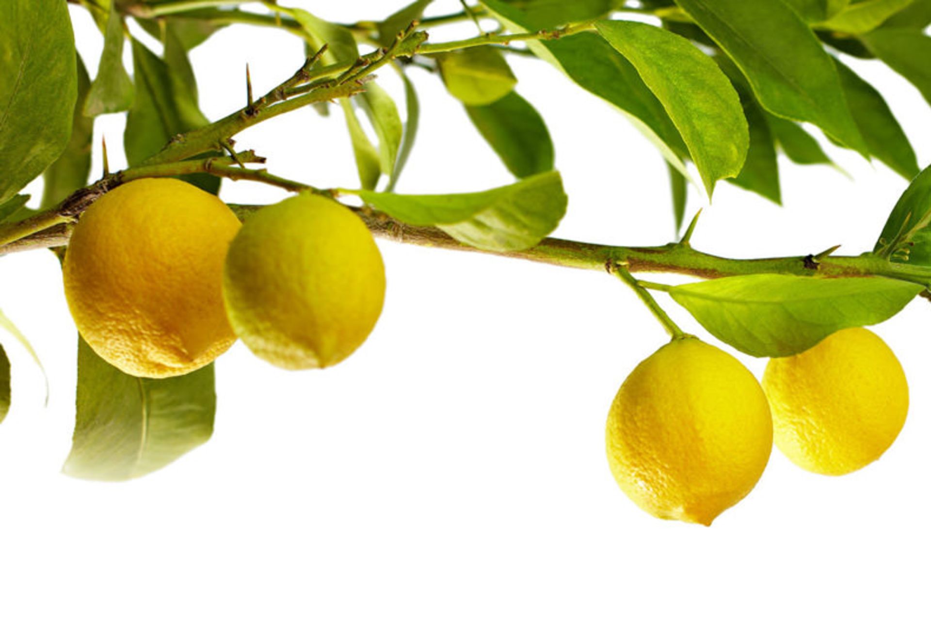 لیموترش